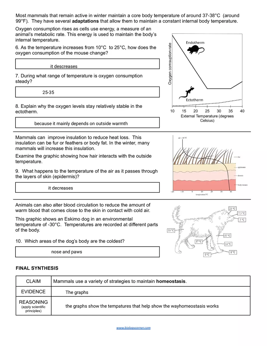 Thermoregulation of Mammals Activity - Page 2