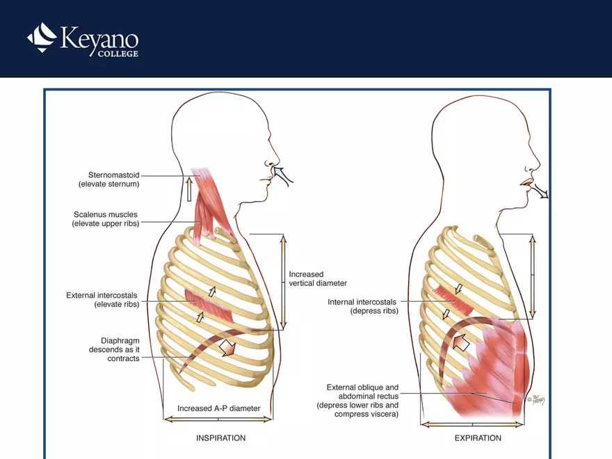 PN 158 Unit 10 Assessment of the Thorax and Lungs - Page 7