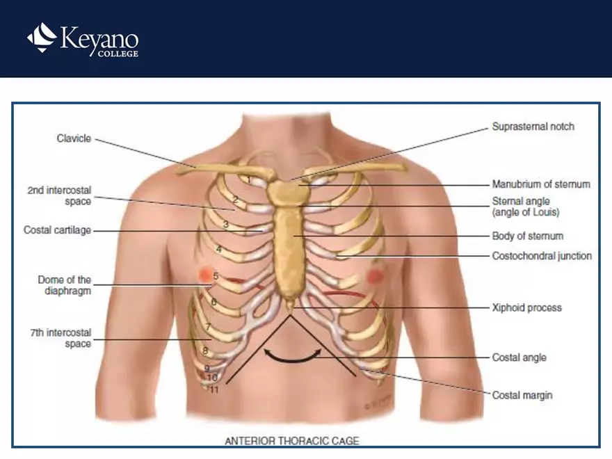 PN 158 Unit 10 Assessment of the Thorax and Lungs - Page 24