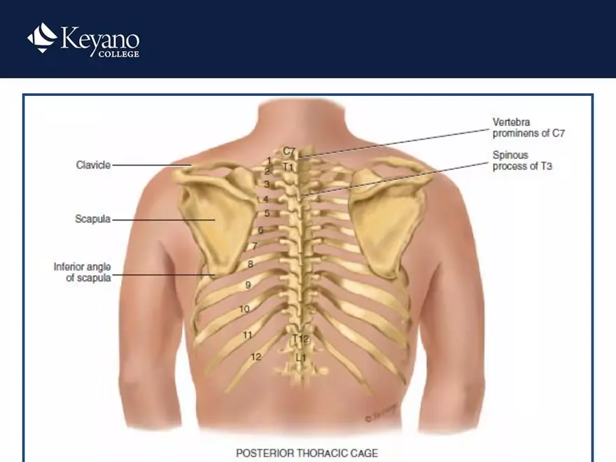 PN 158 Unit 10 Assessment of the Thorax and Lungs - Page 35