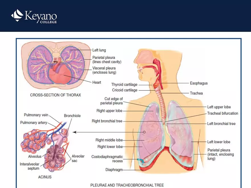 PN 158 Unit 10 Assessment of the Thorax and Lungs - Page 54