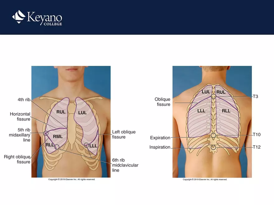 PN 158 Unit 10 Assessment of the Thorax and Lungs - Page 3