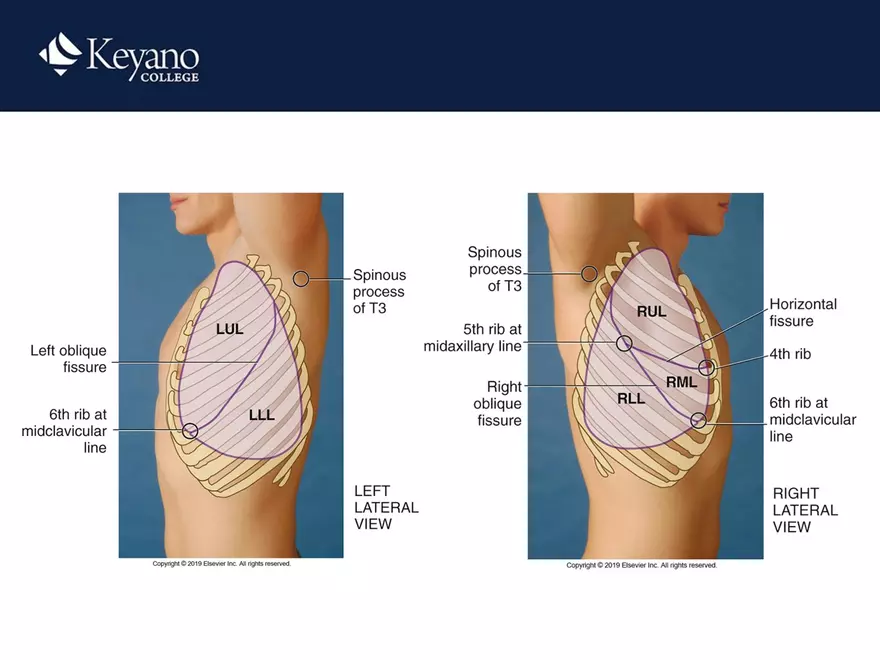 PN 158 Unit 10 Assessment of the Thorax and Lungs - Page 4