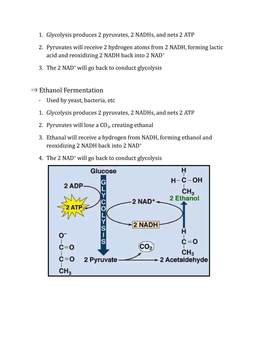 Unit 2 - Metabolism Notes - Page 11