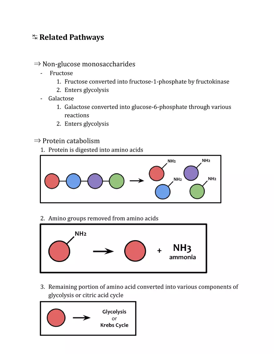 Unit 2 - Metabolism Notes - Page 12
