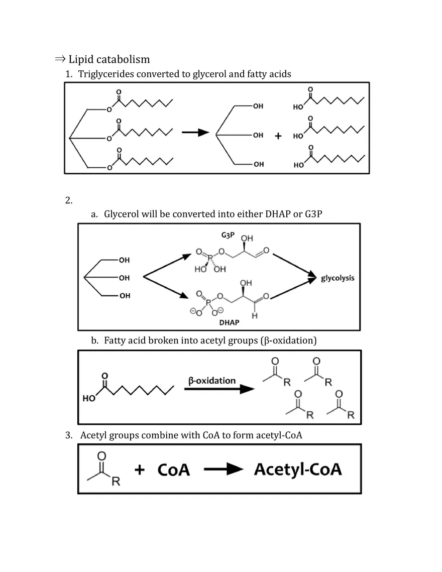 Unit 2 - Metabolism Notes - Page 14