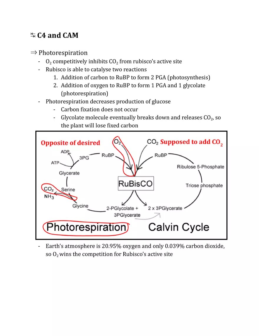Unit 2 - Metabolism Notes - Page 22