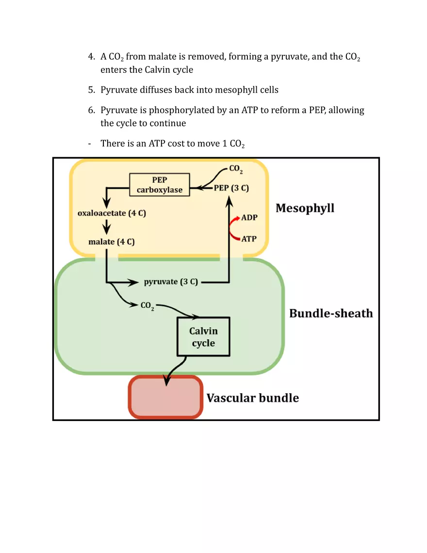 Unit 2 - Metabolism Notes - Page 25