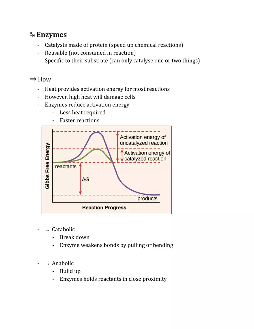 Unit 2 - Metabolism Notes - Page 29