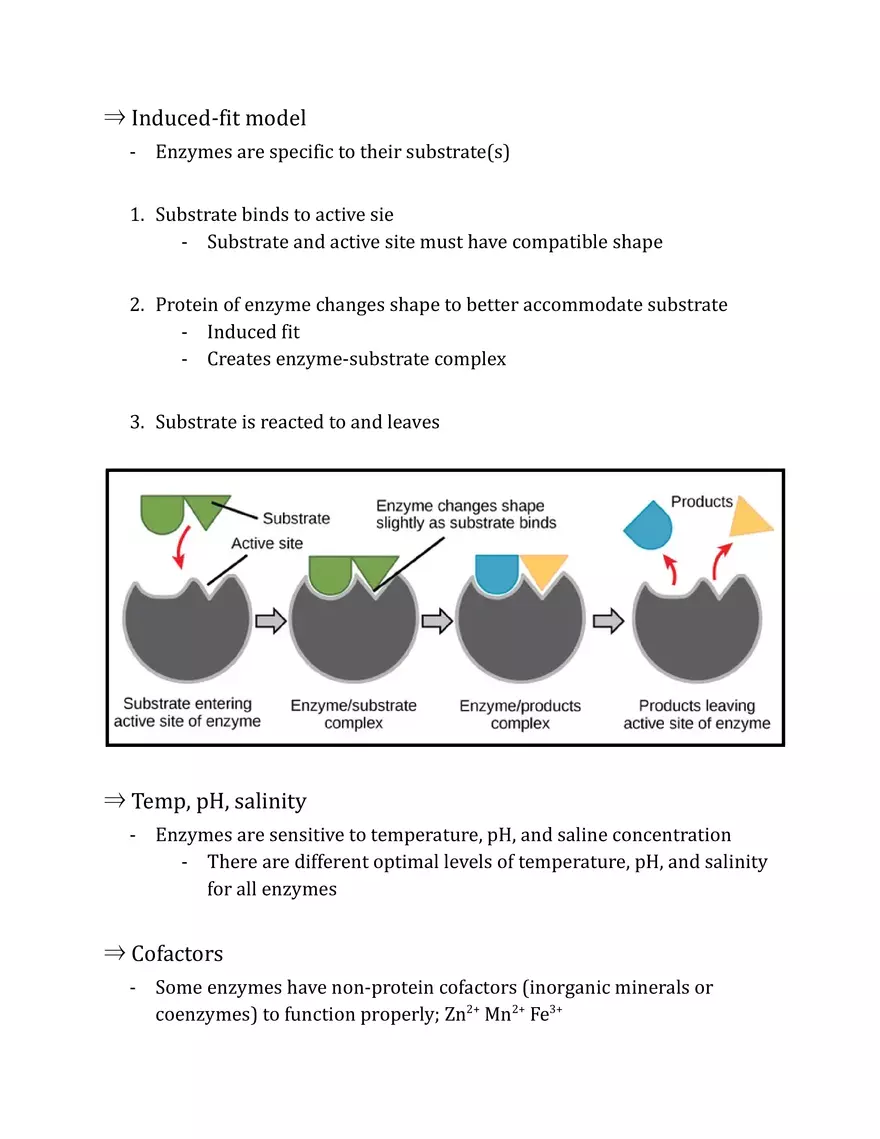 Unit 2 - Metabolism Notes - Page 30