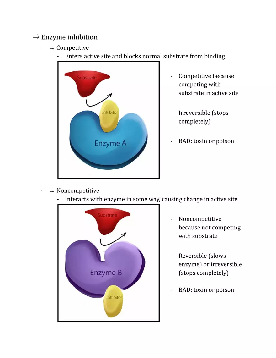 Unit 2 - Metabolism Notes - Page 31