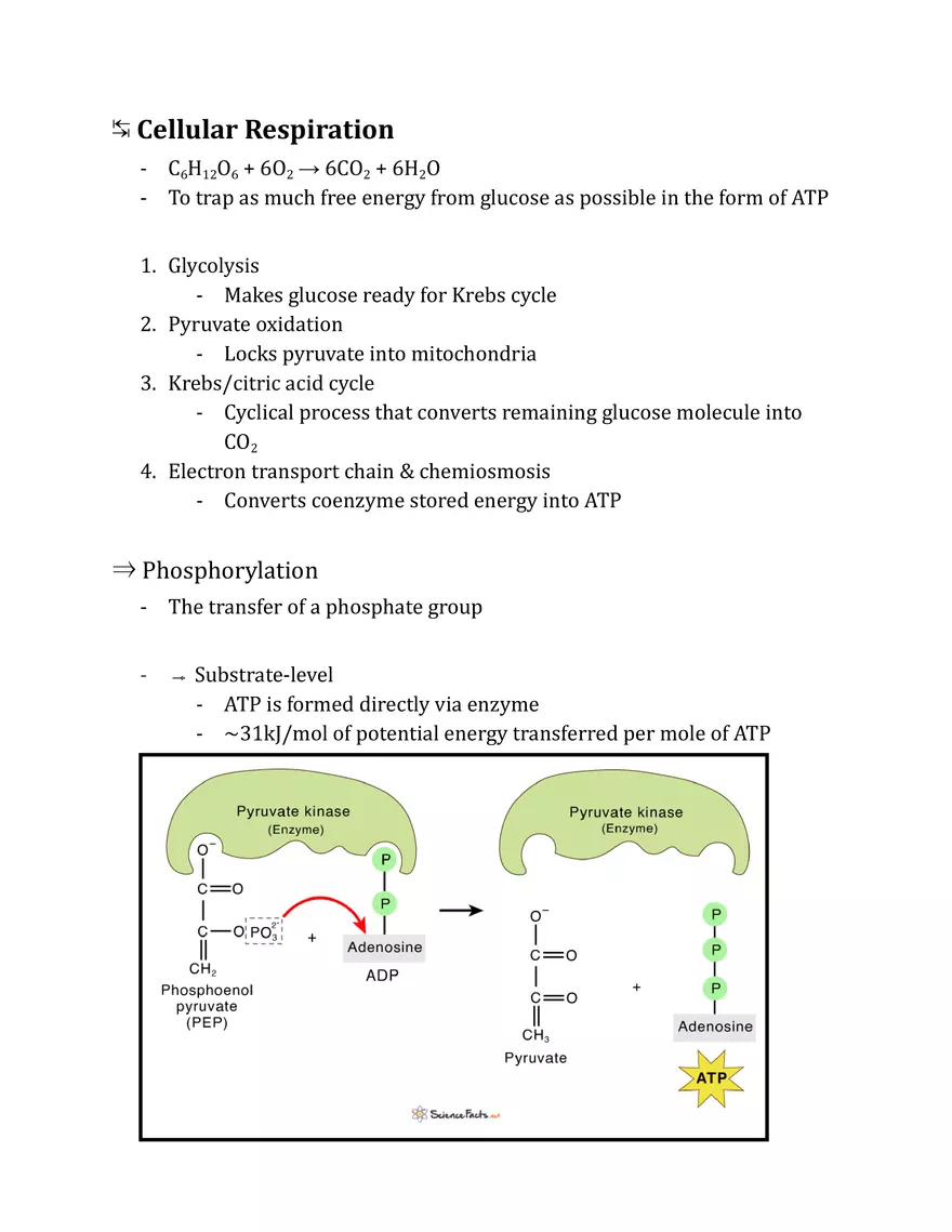 Unit 2 - Metabolism Notes - Page 34