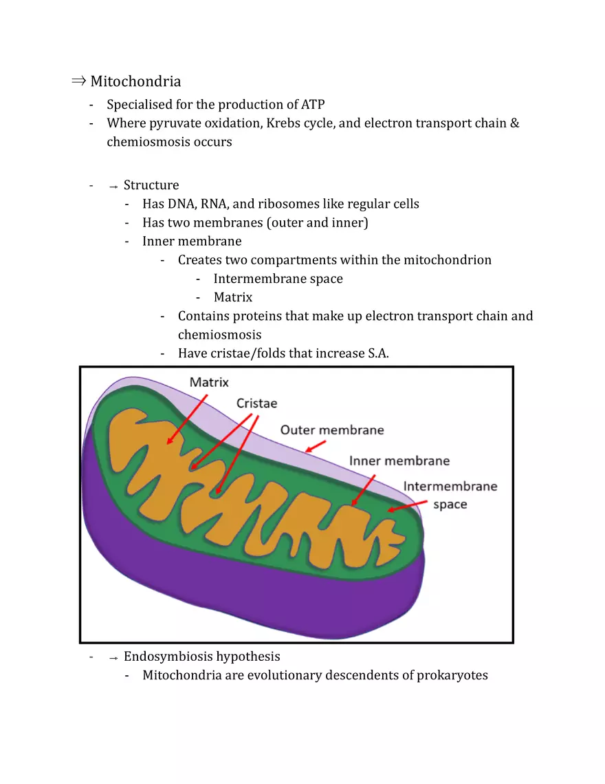 Unit 2 - Metabolism Notes - Page 4