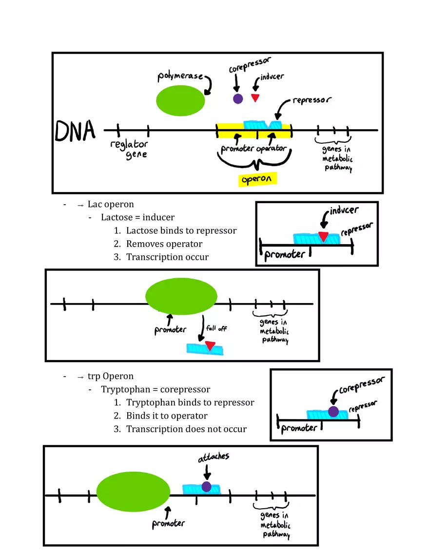 Unit 3 - Molecular Genetics Notes - Page 9