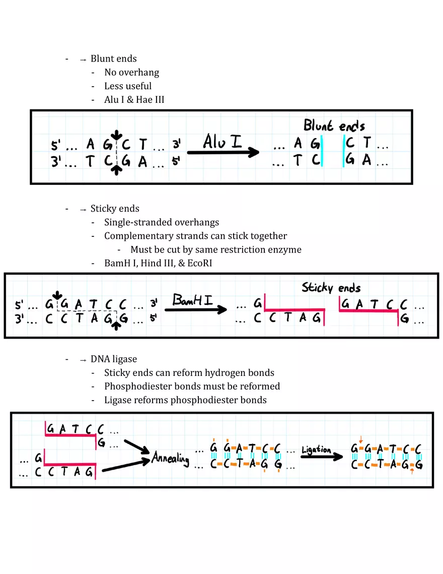 Unit 3 - Molecular Genetics Notes - Page 11