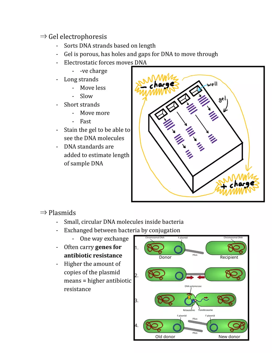 Unit 3 - Molecular Genetics Notes - Page 12