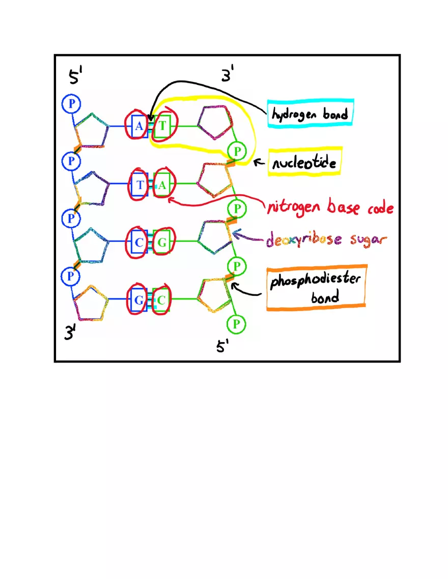 Unit 3 - Molecular Genetics Notes - Page 13