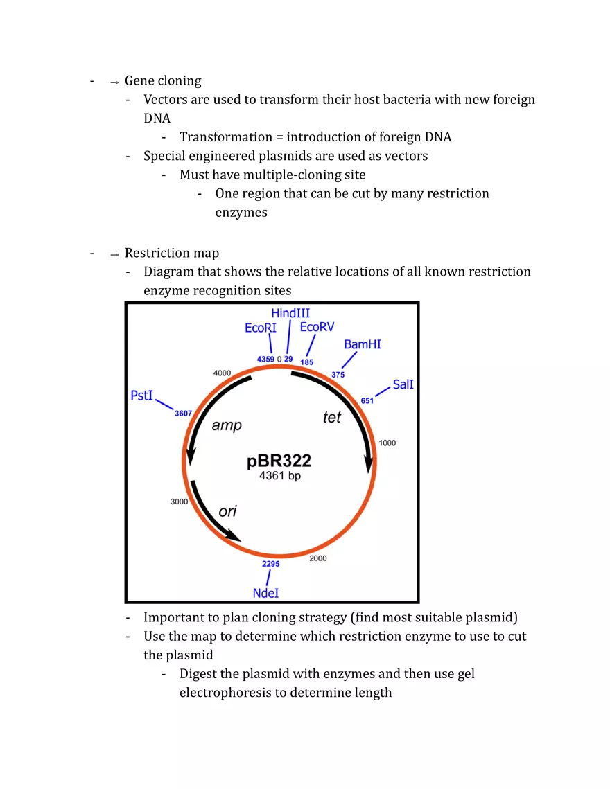 Unit 3 - Molecular Genetics Notes - Page 14