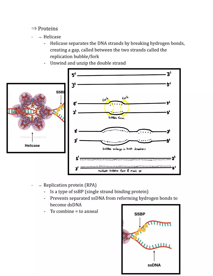 Unit 3 - Molecular Genetics Notes - Page 16