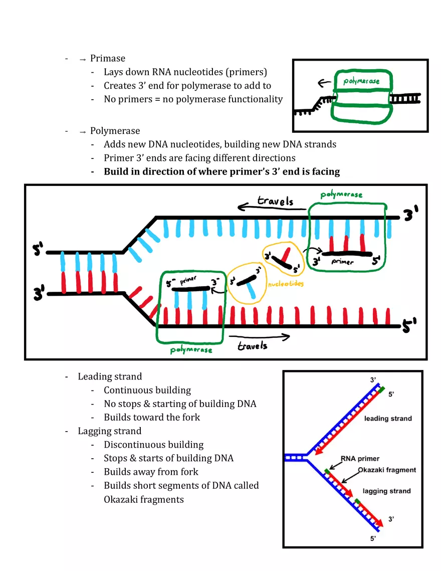 Unit 3 - Molecular Genetics Notes - Page 17