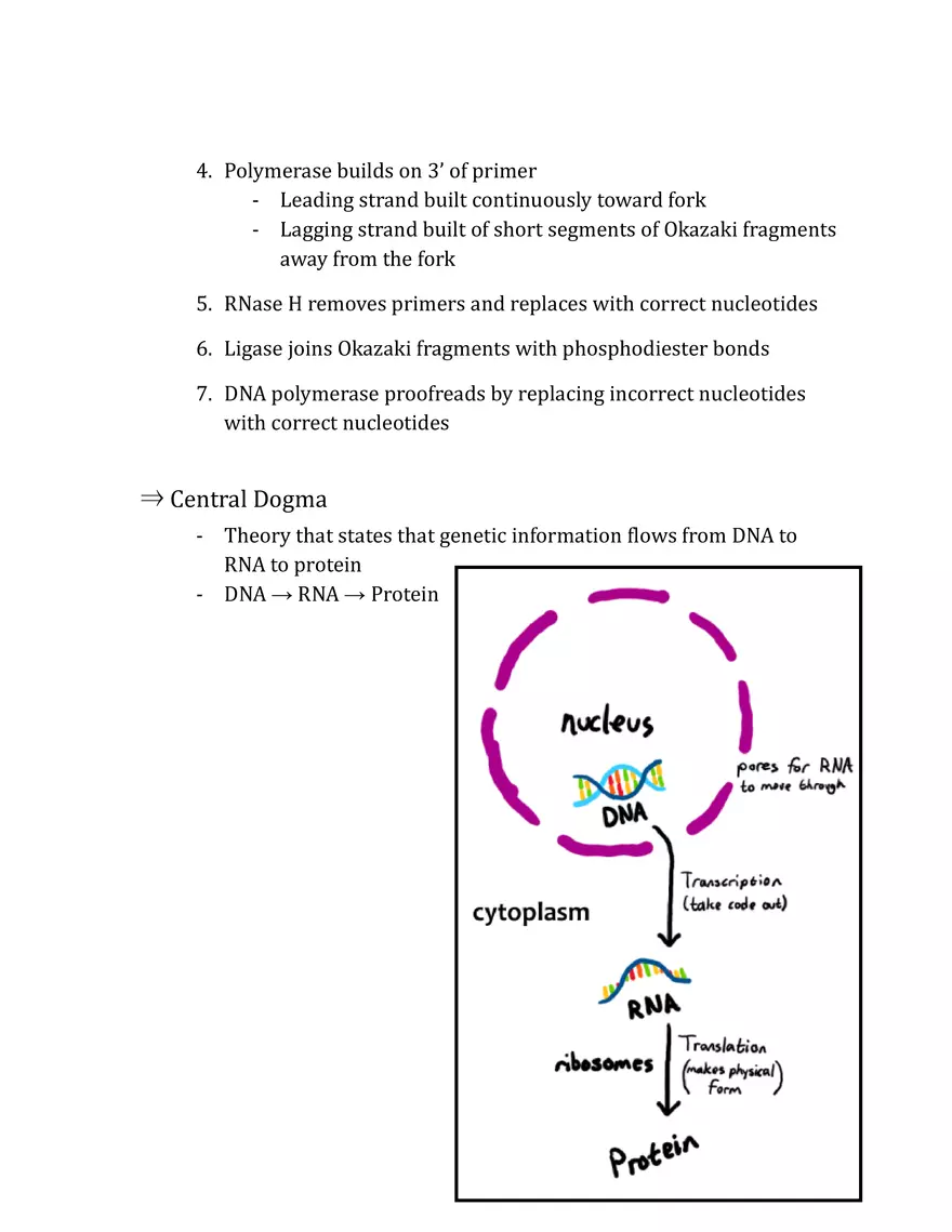 Unit 3 - Molecular Genetics Notes - Page 19