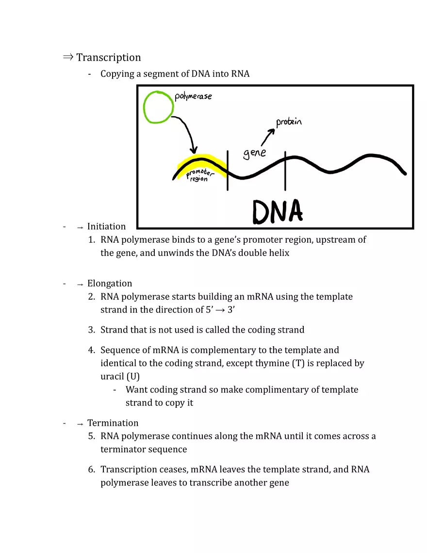Unit 3 - Molecular Genetics Notes - Page 20