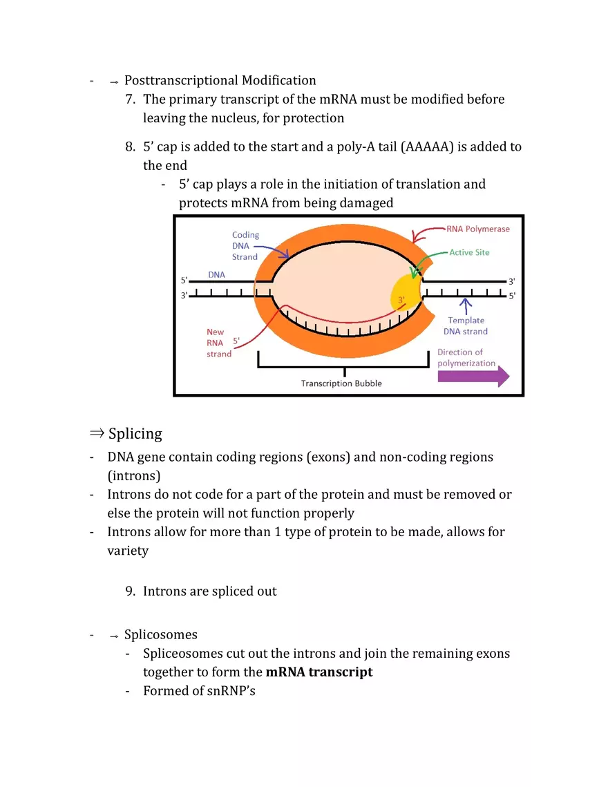 Unit 3 - Molecular Genetics Notes - Page 21