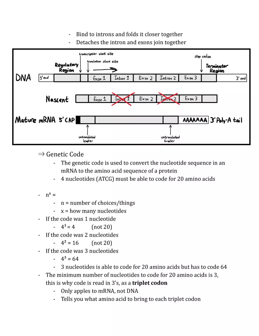 Unit 3 - Molecular Genetics Notes - Page 22