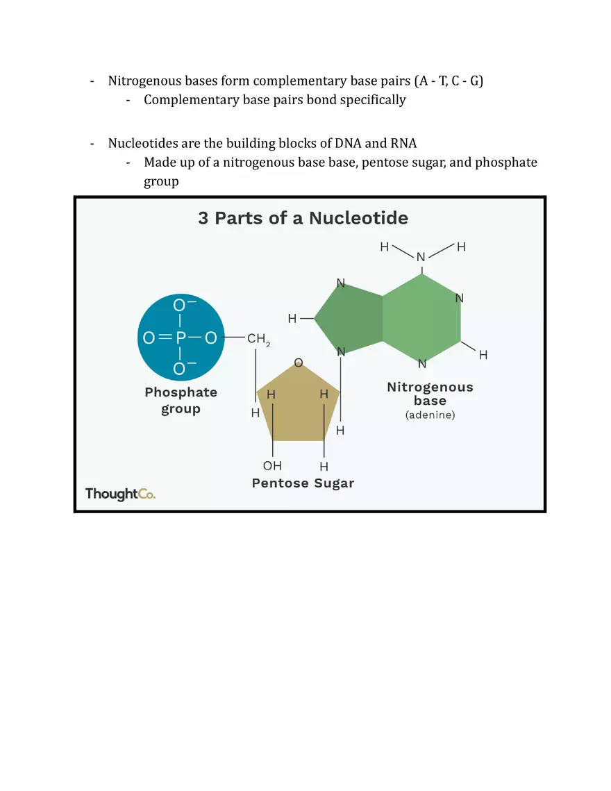 Unit 3 - Molecular Genetics Notes - Page 2