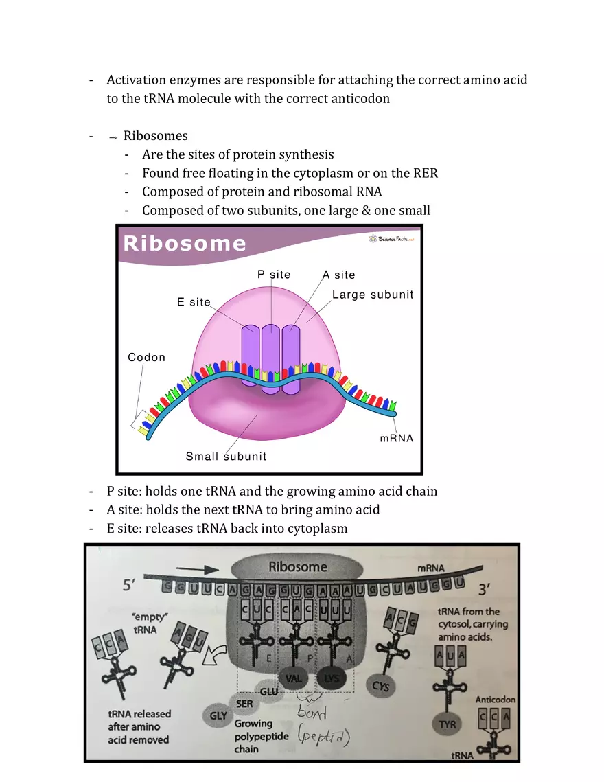 Unit 3 - Molecular Genetics Notes - Page 4