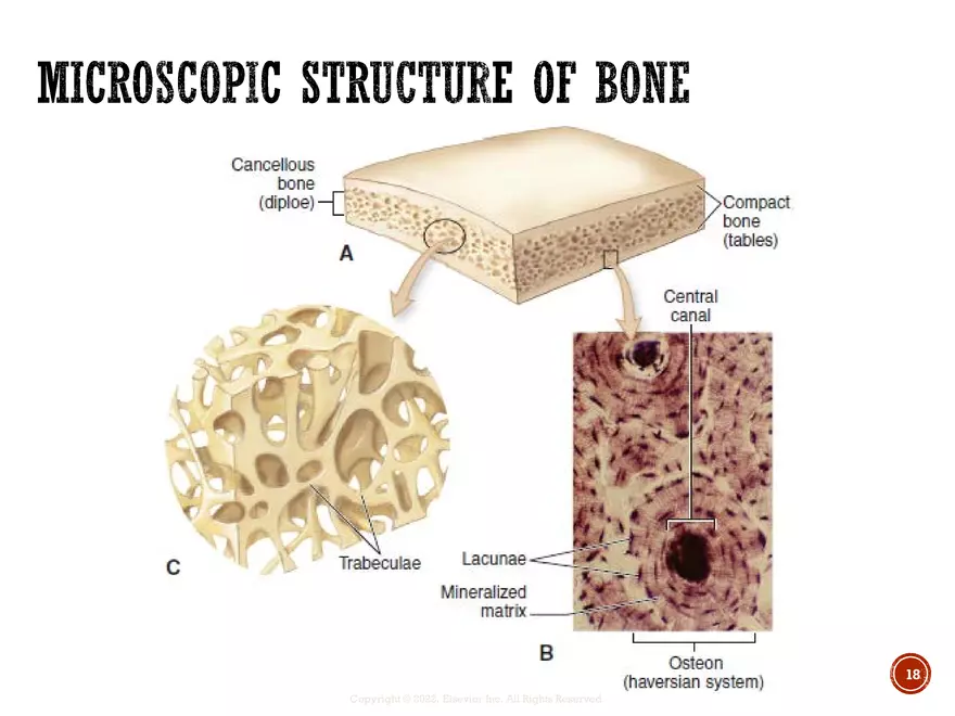 Ch. 11, 12, 13 Skeletal Tissues, Axial and Appendicular Skeleton-3 - Page 10