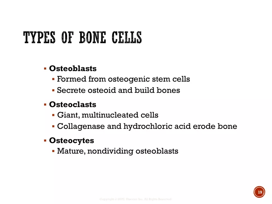 Ch. 11, 12, 13 Skeletal Tissues, Axial and Appendicular Skeleton-3 - Page 11