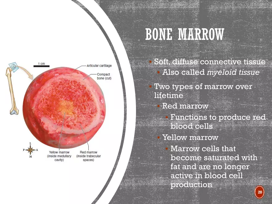 Ch. 11, 12, 13 Skeletal Tissues, Axial and Appendicular Skeleton-3 - Page 12