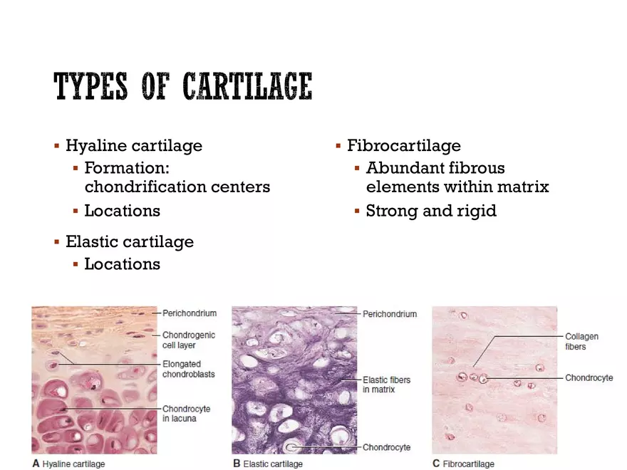 Ch. 11, 12, 13 Skeletal Tissues, Axial and Appendicular Skeleton-3 - Page 15