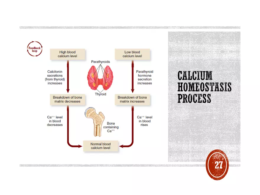 Ch. 11, 12, 13 Skeletal Tissues, Axial and Appendicular Skeleton-3 - Page 20