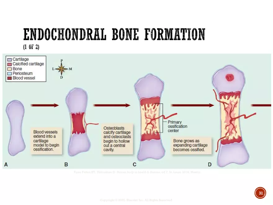 Ch. 11, 12, 13 Skeletal Tissues, Axial and Appendicular Skeleton-3 - Page 25