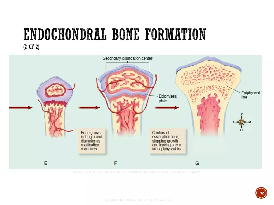 Ch. 11, 12, 13 Skeletal Tissues, Axial and Appendicular Skeleton-3 - Page 26