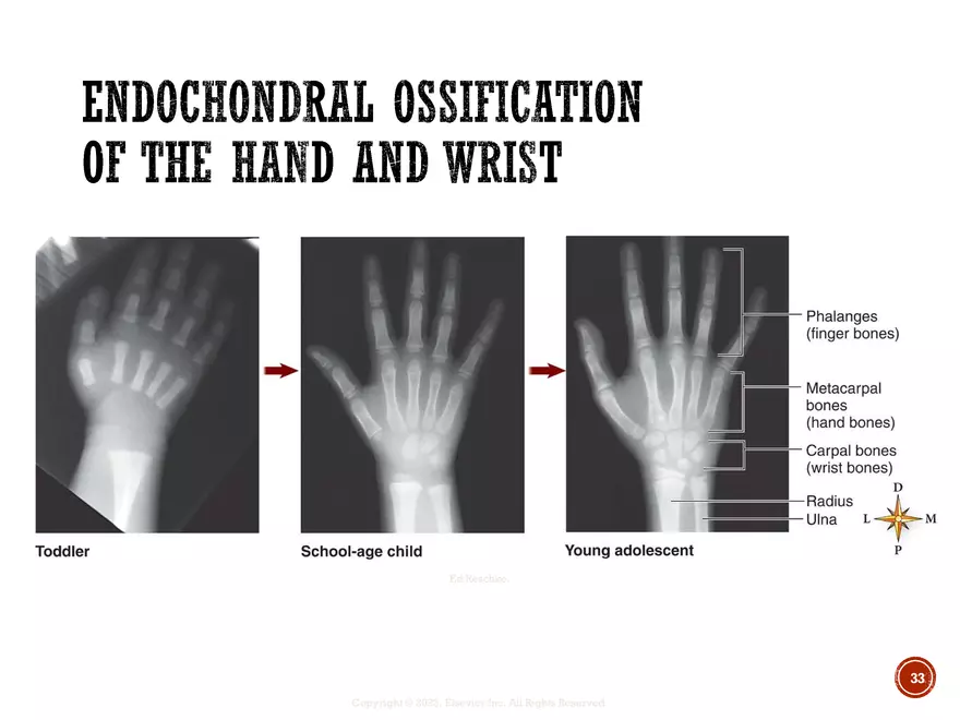 Ch. 11, 12, 13 Skeletal Tissues, Axial and Appendicular Skeleton-3 - Page 27