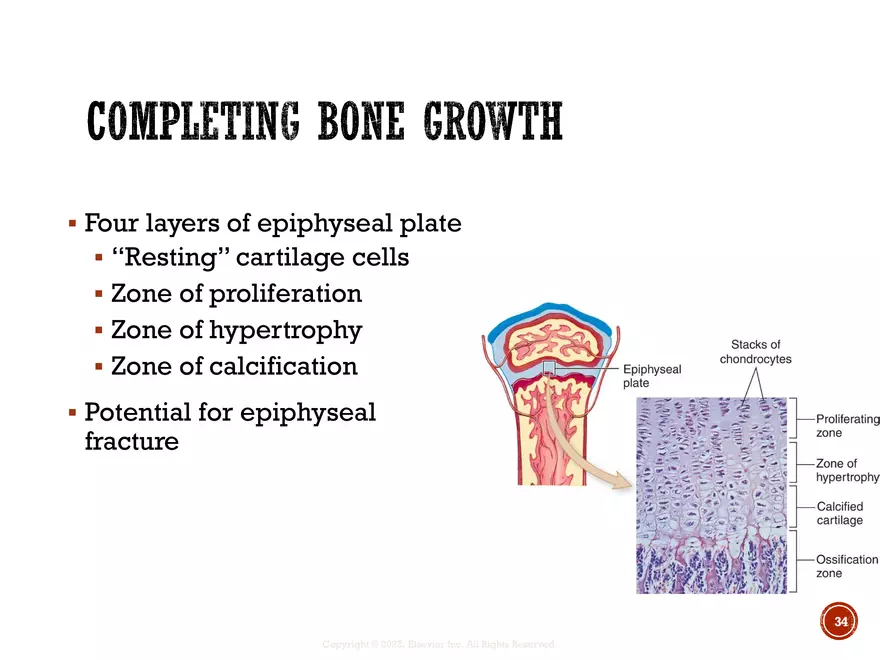 Ch. 11, 12, 13 Skeletal Tissues, Axial and Appendicular Skeleton-3 - Page 28