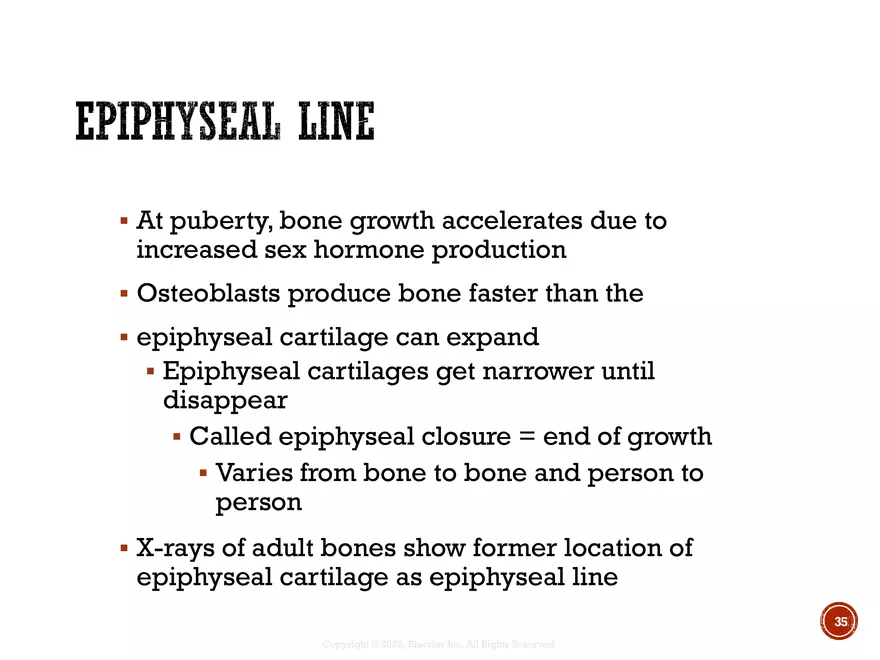 Ch. 11, 12, 13 Skeletal Tissues, Axial and Appendicular Skeleton-3 - Page 29
