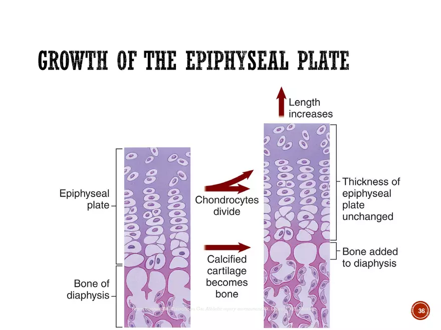 Ch. 11, 12, 13 Skeletal Tissues, Axial and Appendicular Skeleton-3 - Page 30