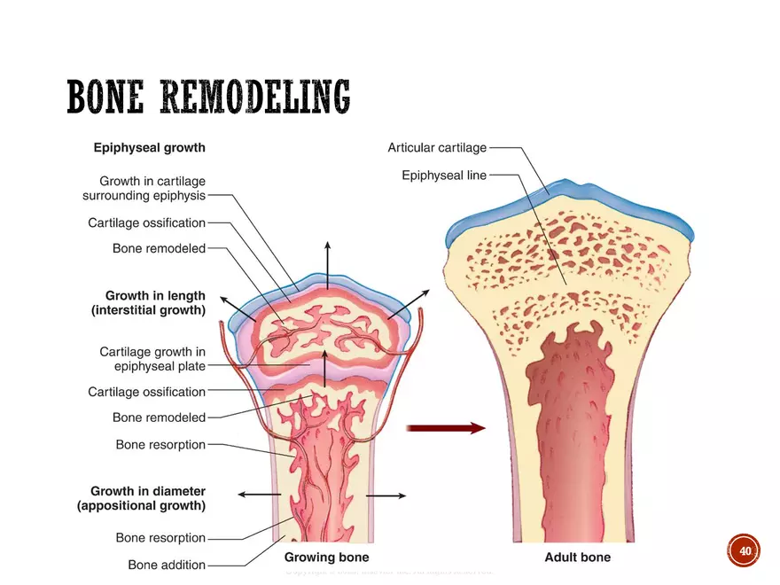 Ch. 11, 12, 13 Skeletal Tissues, Axial and Appendicular Skeleton-3 - Page 34