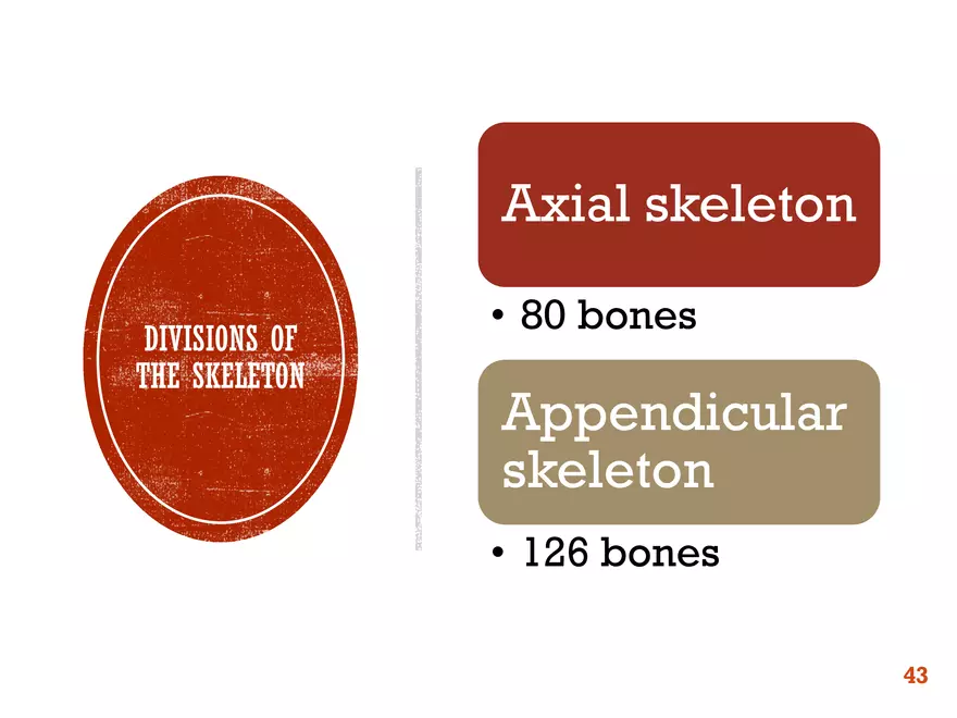 Ch. 11, 12, 13 Skeletal Tissues, Axial and Appendicular Skeleton-3 - Page 38