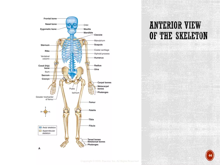 Ch. 11, 12, 13 Skeletal Tissues, Axial and Appendicular Skeleton-3 - Page 39