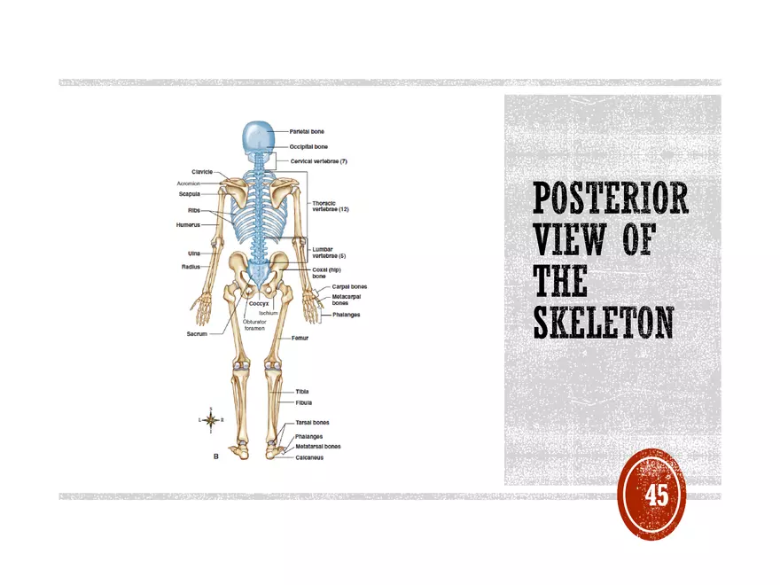 Ch. 11, 12, 13 Skeletal Tissues, Axial and Appendicular Skeleton-3 - Page 40