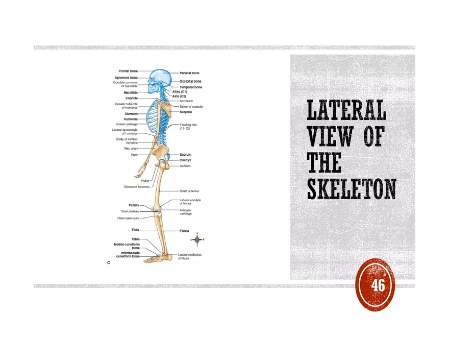 Ch. 11, 12, 13 Skeletal Tissues, Axial and Appendicular Skeleton-3 - Page 41