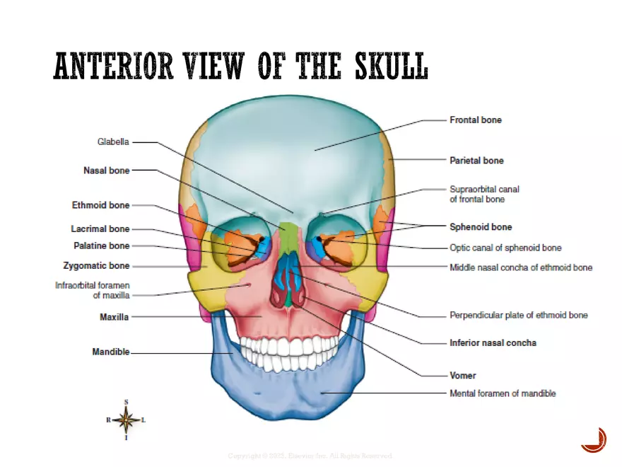 Ch. 11, 12, 13 Skeletal Tissues, Axial and Appendicular Skeleton-3 - Page 43