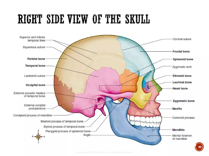 Ch. 11, 12, 13 Skeletal Tissues, Axial and Appendicular Skeleton-3 - Page 44