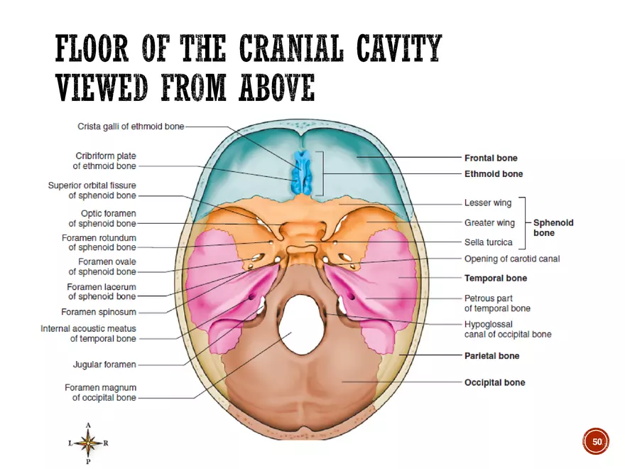 Ch. 11, 12, 13 Skeletal Tissues, Axial and Appendicular Skeleton-3 - Page 45