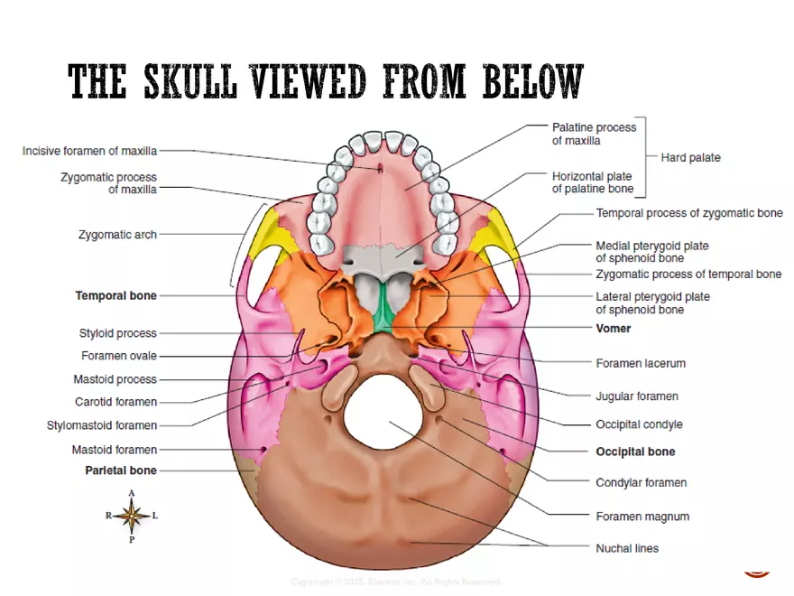 Ch. 11, 12, 13 Skeletal Tissues, Axial and Appendicular Skeleton-3 - Page 47